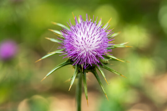 Purple thistle blooming on a sunny Spring day in Israel
