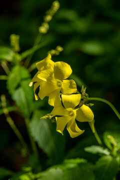 Close up of Oxalis pes-caprae, African wood-sorrel, Bermuda buttercup, Bermuda sorrel,  a common wildflower in Israel.
