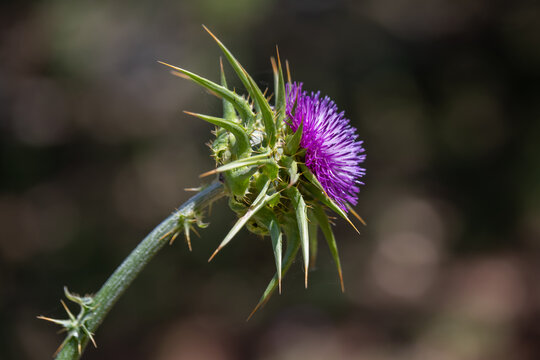 Purple thistle blooming on a sunny Spring day in Israel
