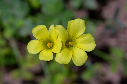 Close up of Oxalis pes-caprae, African wood-sorrel, Bermuda buttercup, Bermuda sorrel,  a common wildflower in Israel.
