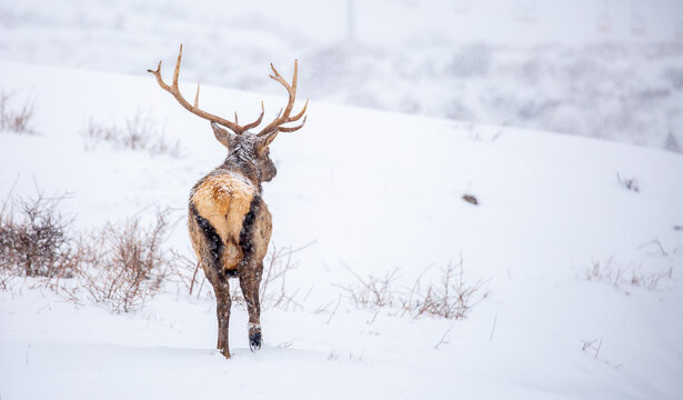 A deer in the mountains in winter with falling snow. Close-up of red deer against a snowy backdrop. Winter Christmas landscape with wild animals.