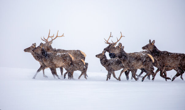 A deer in the mountains in winter with falling snow. Close-up of red deer against a snowy backdrop. Winter Christmas landscape with wild animals.