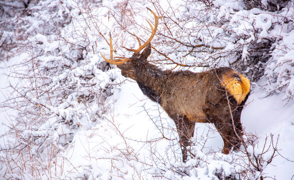 A deer in the mountains in winter with falling snow. Close-up of red deer against a snowy backdrop. Winter Christmas landscape with wild animals.