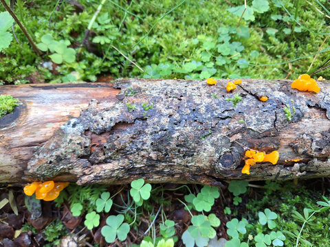 Yellow mushrooms Orange Jelly Fungus (Dacrymyces chrysospermus, Witches' Butter, Tremella mesenterica) grow on a tree in the forest.