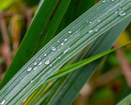 Detailfoto, Frische Wassertropfen und Morgentau auf einem gr&uuml;nen Grashalm, Neuseel&auml;ndischer Flachs, Phormium tenax, Berlin, Deutschland