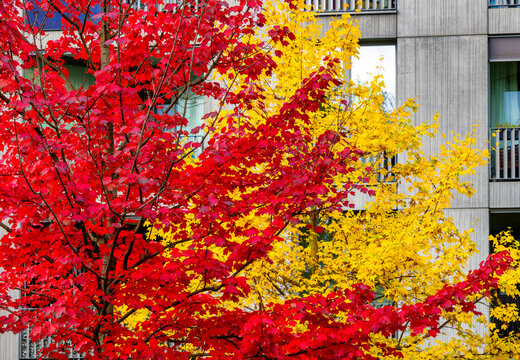 Spektakul&auml;res Farbspiel im Herbst mit leuchtend roten und gelben Ahornb&auml;umen vor einer modernen Betonfassade, Berlin, Deutschland
