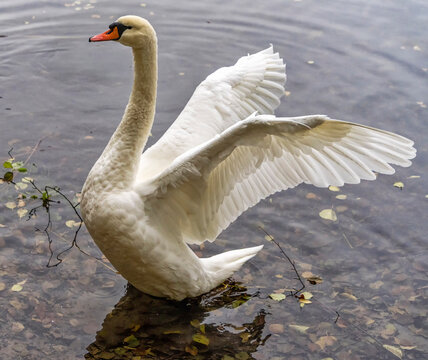 Majest&auml;tischer H&ouml;ckerschwan (Cygnus olor) breitet seine Fl&uuml;gel im klaren Wasser eines Sees aus, Berlin, Deutschland