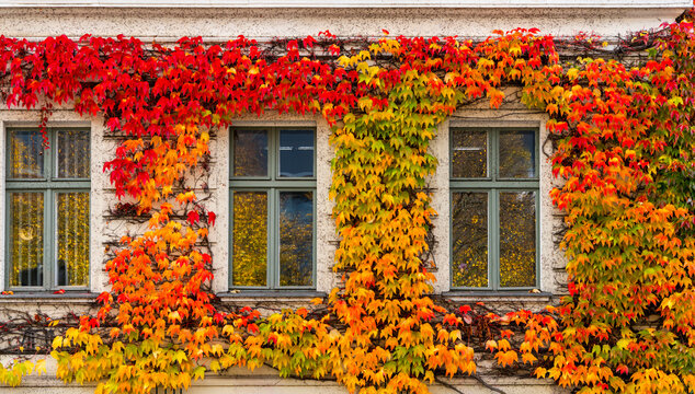 Klassische Altbaufassade, die wundersch&ouml;n von Wildem Wein (Parthenocissus) mit einem flie&szlig;enden Farb&uuml;bergang von Gr&uuml;n &uuml;ber Gelb und Orange bis hin zu tiefem Rot umrankt ist, Berlin, Deutschland