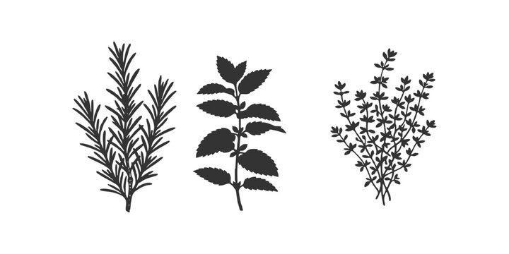Botanical herb silhouettes set featuring rosemary mint and thyme sprigs vector illustration.