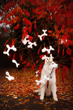 Vertical view of a fluffy white husky dog wearing a golden party hat profile looking sideways in autumn park surrounded by hanging white balloon dogs and vibrant red foliage backdrop