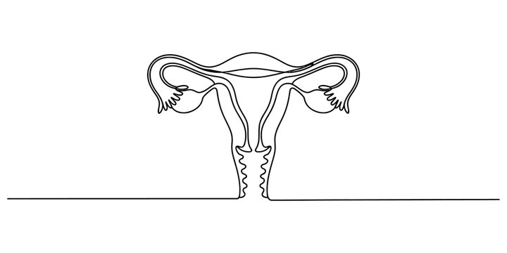 Continuous single line drawing of female reproductive system uterus ovaries and fallopian tubes icon for medical healthcare isolated on transparent background