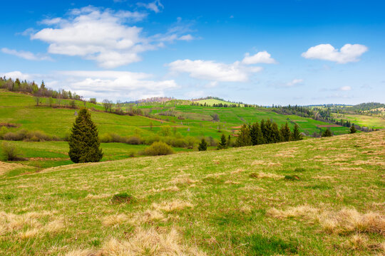 beautiful countryside of Ukraine. sunny forenoon. wonderful springtime landscape in Carpathian mountains. grassy field and rolling hills. rural scenery