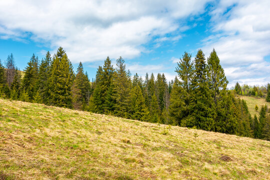 mountainous field in the forenoon light. countryside springtime landscape with valley behind the coniferous forest on the grassy hill. fluffy clouds on a bright blue sky. nature freshness concept