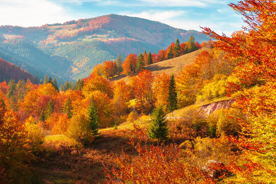 beautiful autumn afternoon in Apuseni mountains. forest on the edge of a hill in fall colors. wonderful countryside nature of Romania on a sunny weather in evening