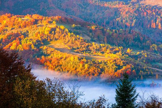 colorful trees between hillsides with deciduous forest in fog at sunrise. Carpathian autumn landscape with mist. fog over valley and autumn forest