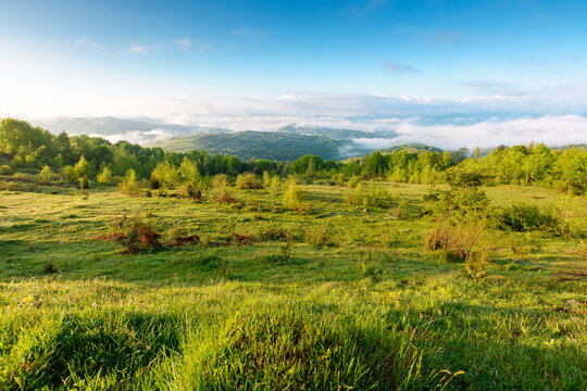 mountain field in morning light. countryside springtime background with view in to valley in fog behind the forest on the grassy hill. fluffy clouds on a bright blue sky. nature freshness concept