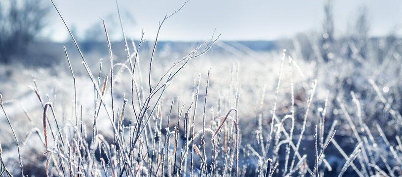 Dry grass stalks and thin twigs covered with frost on a winter field, frosty morning with blurred background in cold blue tones, panoramic view