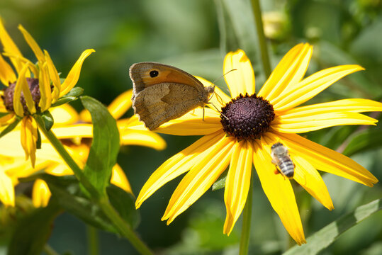 Meadow Brown Butterfly (Maniola jurtina) sitting on a yellow rudbeckia hirta flower in Zurich, Switzerland