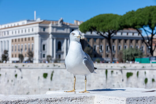Seagull standing on a travertine parapet with neoclassical buildings and umbrella pines behind in Rome, Italy