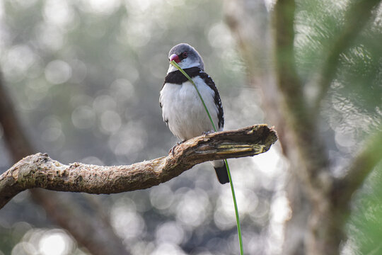 A closeup shot of a diamond firetail finch (Stagonopleura guttata) sitting on a textured tree branch against a soft, blurred background. The Australian native bird features a bright red beak