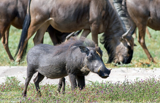 Warthog (Phacochoerus) with an oxpecker perched on it's head in Hwange National Park, Zimbabwe