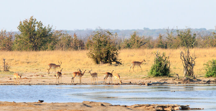 Senic view of a herd of Impala next to a waterhole, with a natural bush and landscape surround. Hwange National Park, Zimbabwe