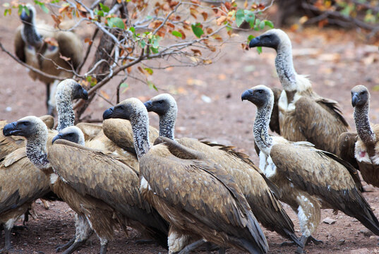 A Large group of white-backed vulture (Gyps africanus) - these are the most common of vultures in Africa