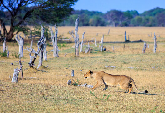 Lioness crouching down, getting ready to pounce in Hwange National Park, Zimbabwe