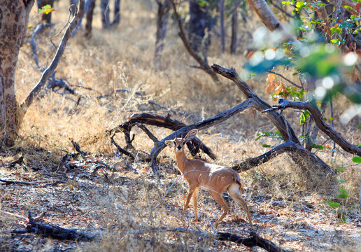Steenbok (Raphicerus campestris) standing in a wooded area in Hwange National Park, Zimbabwe