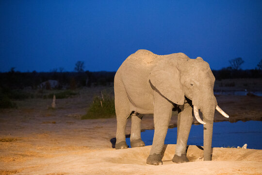 African Elephant at camp waterhole at night, with clear blue sky, some noise visible due to low light. Nehimba, Hwange National Park, Zimbabwe