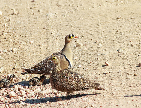 Double-banded Sandgrouse (Pterocles bicinctus) family with small chicks standing on a gravel road in Hwange National Park, Zimbabwe