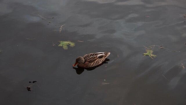 Female mallard duck swimming on dark water.