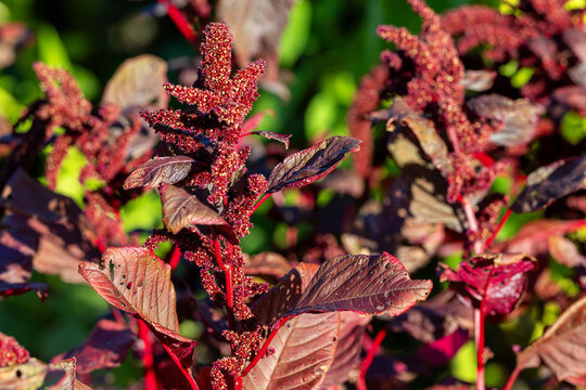 Hopi Red Dye "Amaranthus cruentus" growing in garden. Plant historically grown by the "Hopi" Nation in the United States. The tassels can be harvested for grain and leaves are edible. Dublin, Ireland