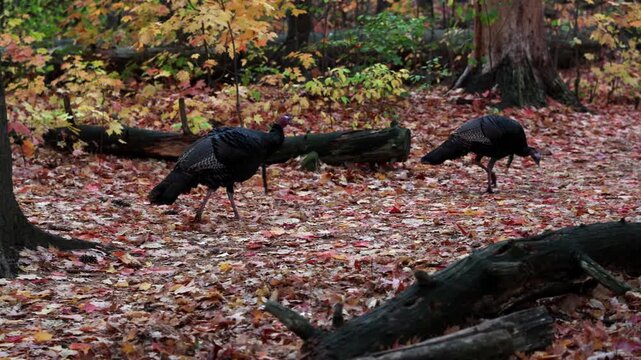 Wild black turkeys foraging among fallen leaves in autumn forest