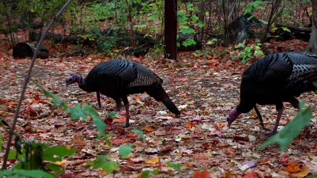 Male wild turkeys foraging on autumn leaves in forest. Birdwatching at Mud Lake Trail in fall in Ottawa, Canada