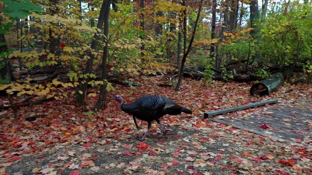 Wild black turkey walking on autumn forest pathway. Mud Lake Trail in fall in Ottawa, Canada