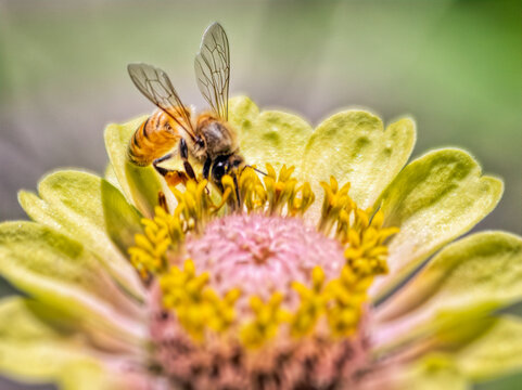 Bee on Flower