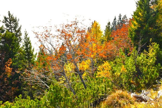 Red and yellow autum colored trees with a red rowan tree background