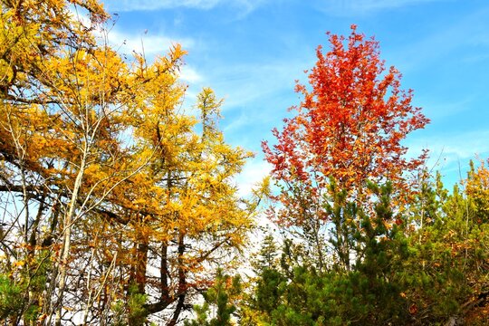 Autumn background with gold colored larch trees and red rowan tree at Dobrča in Gorenjska, Slovenia