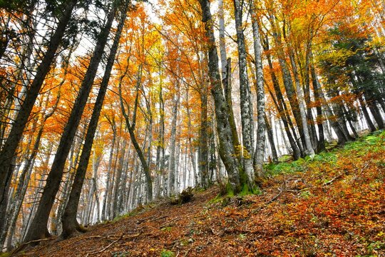 Foggy beech forest in orange and yellow autumn colors