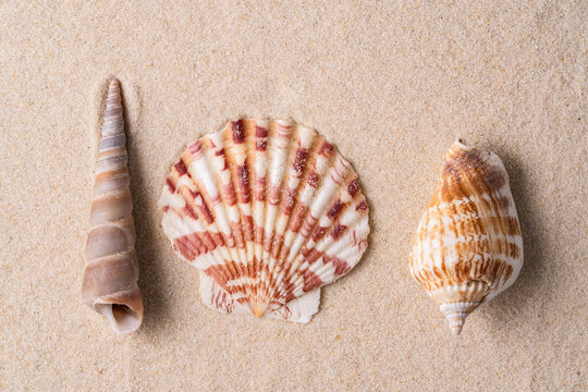 Seashell collection arranged on natural beach sand background