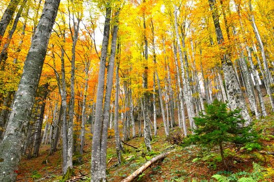 Beautiful autumn beech forest in orange and yellow colors and a green spruce tree