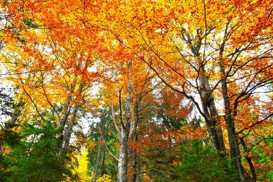 Orange colored autumn beech tree foliage