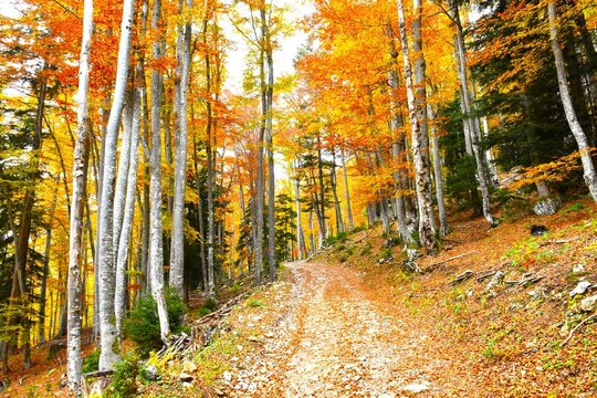 Gravel forest path leading in and orange and yellow colored autumn broadleaf, deciduous beech forest