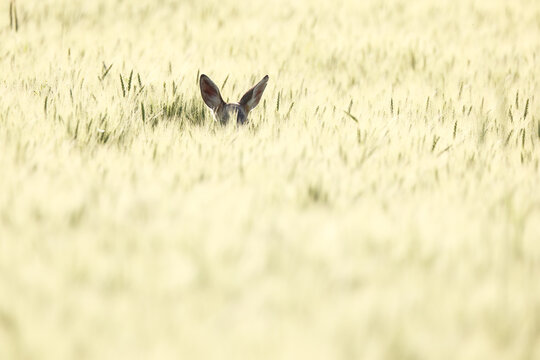 Deer ears emerge from tall grass in cultivated field