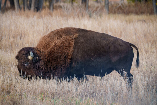 Wild American Bison on the high plains of Colorado. Mammals of North America.