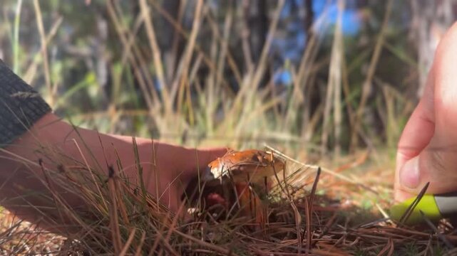 Close-up of a person cutting a fresh wild porcini mushroom in the autumn pine forest. 
