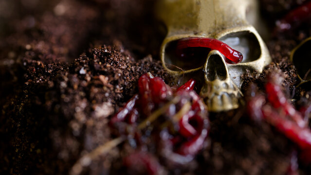 Macro view of a skull model with red larvae around the eye sockets in earth, illustrating horror, insect feeding, excavation, death and archaeological themes Photo