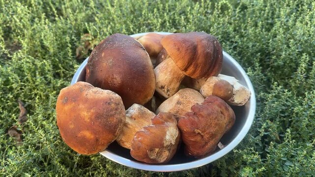 Bowl full of freshly harvested wild porcini mushrooms with brown caps on green grass.