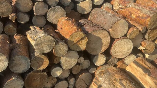 Stack of fresh pine tree logs cut and stored outdoors in a timber yard.